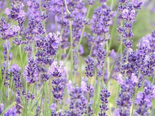 090627_1423_信州国際音楽村のラベンダー（上田市）