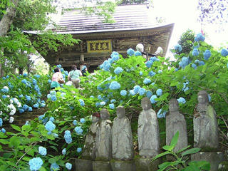 090705_1109_高源院のあじさい（飯山市）
