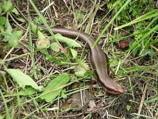 090711_1442_龍興寺清水のかねちょろ（木島平村）