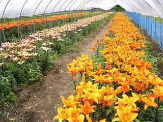 090712_1348_湯の里ユリまつり（高山村）