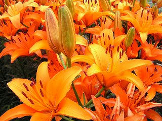 090712_1342_湯の里ユリまつり・プラトー（高山村）