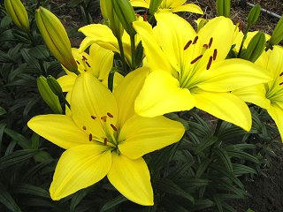 090712_1343_湯の里ユリまつり・モナ（高山村）