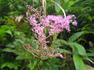 090725_1007_飯綱山・登山道に咲くシモツケソウ（長野市）