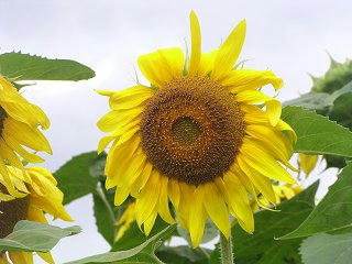 090801_0927_諏訪大社上社前にあるひまわりの里（諏訪市）