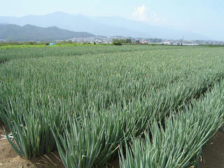 090822_1342_山形村のネギ畑（山形村）
