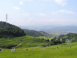 090906_1100_稲倉棚田（上田市）