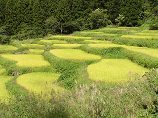 090913_1122_福島新田の棚田（飯山市）