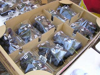 090920_1108_巨峰の王国まつり（東御市）