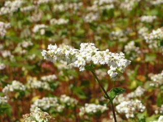 090920_1300_法印さんとそばの花まつり（山ノ内町須賀川）