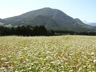 090920_1305_法印さんとそばの花まつり（山ノ内町須賀川）