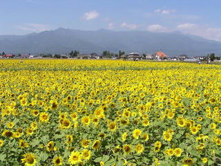 090921_1106_４０万株のひまわり（松本市）