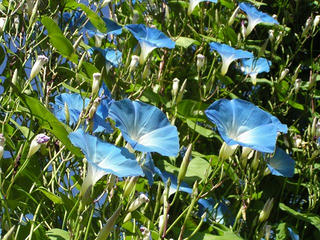 090920_1345_やまびこの丘公園・ヘブンリーブルー（木島平村）