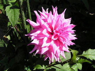 090920_1403_やまびこの丘公園・ダリア（木島平村）