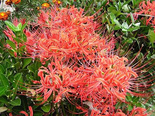 090922_1023_ヒガンバナ（長野市）