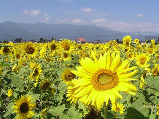 090921_1107_４０万株のひまわり（松本市）