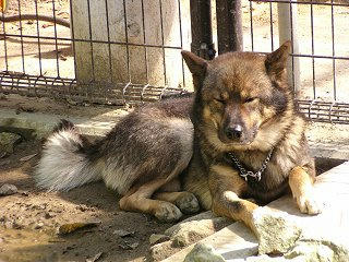 091012_1135_秋の動物園まつり（須坂市）