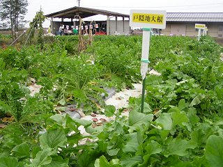 091024_1227_県野菜花卉試験場一般公開（塩尻市）
