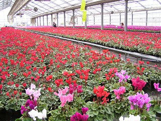 091025_1351_道の駅いいじまのシクラメン（飯島町）