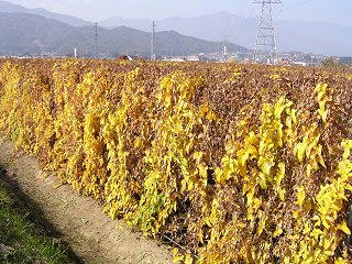 091031_1226_収穫期をむかえた長いも畑（山形村）