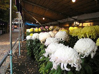 091031_1529_千曲市菊花展（千曲市）