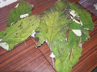 091101_0954_須賀川そば　第５回法印さんと新そばまつり（山ノ内町）