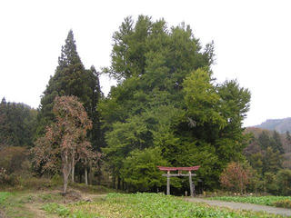 091108_1255_神戸のイチョウ（飯山市）