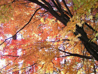 091114_1217_波田小学校の紅葉（波田町）