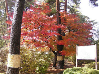 091114_1219_波田小学校の紅葉（波田町）