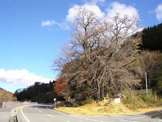 091114_1401_横川のイチョウ（松本市四賀）