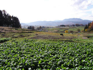 091115_1252_飯山市瑞穂の野沢菜畑（飯山市）