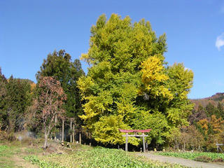 091115_1251_神戸の大イチョウ（飯山市）
