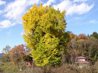091115_1303_木島平村の大イチョウ（木島平村）