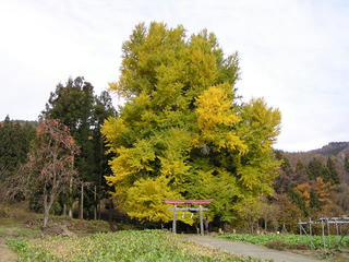 091119_1211_神戸のイチョウ（飯山市）