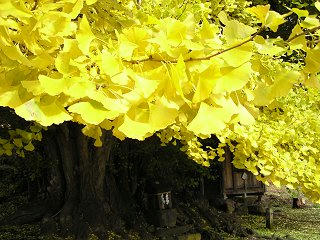 091119_1212_2_神戸のイチョウ（飯山市）