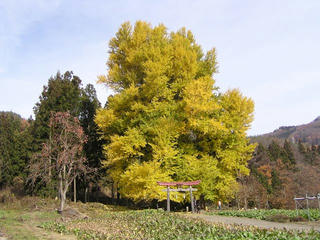 091124_1136_神戸のイチョウ（飯山市）