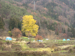 091129_1242_神戸のイチョウ（飯山市）