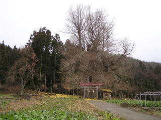 091206_1112_神戸のイチョウ（飯山市）