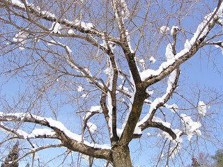 091223_1208_龍興寺清水（木島平村）