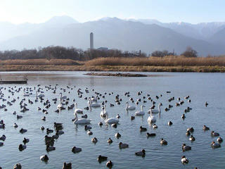091226_1500_御宝田遊水池のコハクチョウ（安曇野市）