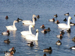 091226_1502_御宝田遊水池のコハクチョウ（安曇野市）
