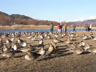 091226_1505_御宝田遊水池のコハクチョウ（安曇野市）