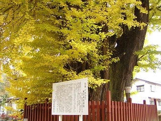 081115_1439_乳房イチョウ（東筑摩郡生坂村）