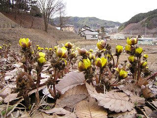 100227_1321_福寿草群生地（松本市）