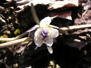 100314_1052_日出塩の桜の丘公園に咲くセツブンソウ（塩尻市）