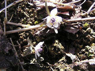 100314_1051_日出塩の桜の丘公園に咲くセツブンソウ（塩尻市）