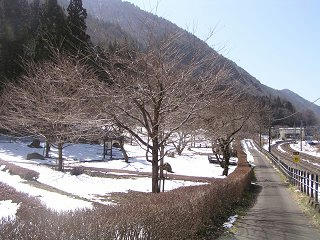 100314_1053_日出塩の桜の丘公園に咲くセツブンソウ（塩尻市）