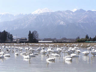 100314_1316_安曇野市穂高の水田で休む白鳥（安曇野市）