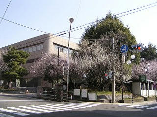 100320_0919_長野市立図書館前に咲くロトウザクラ（長野市）