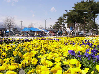 100327_1219_花のじゅうたん祭り（松川村）
