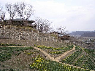 100327_1545_信州国際音楽村・すいせんまつり２０１０（上田市）